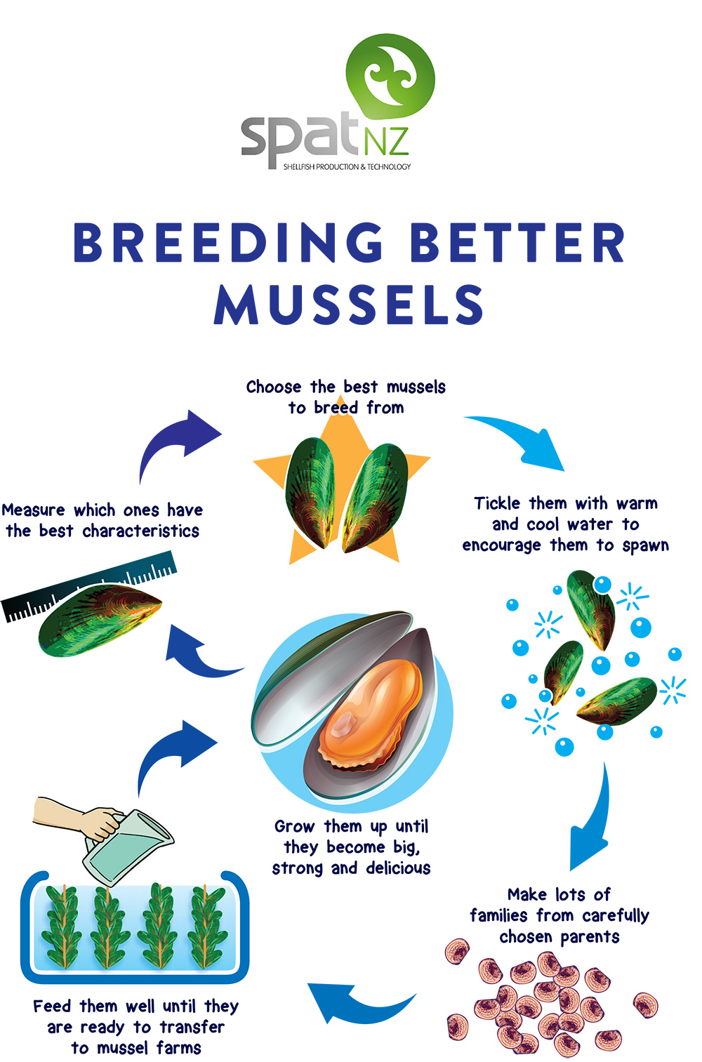 Caption: Mussel breeding schematic