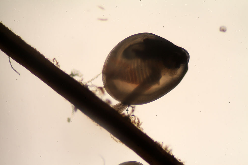 Caption: A crawling mussel (1 mm)