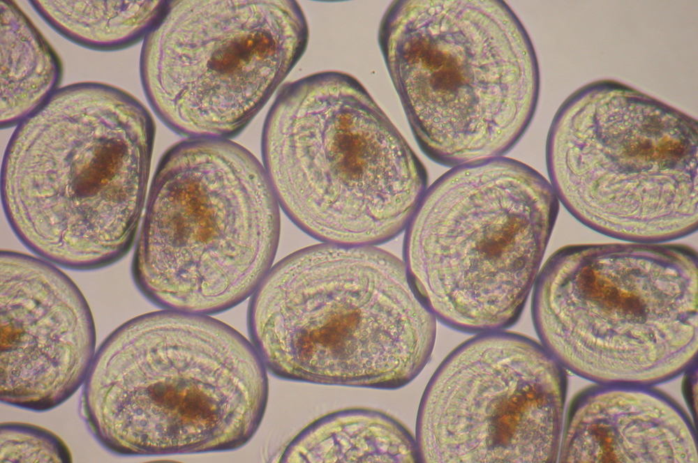 Spat under microscope.JPG